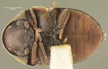 Media type: image;   Entomology 24708 Aspect: habitus ventral view